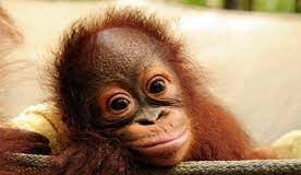 Un piccolo orangotango